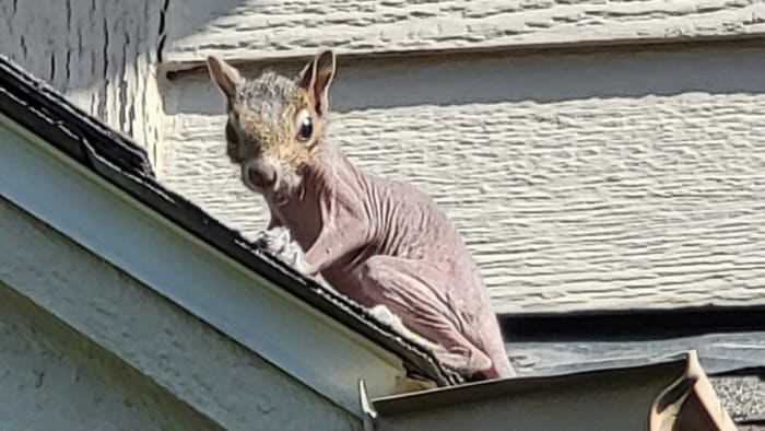 A viewer thought animal in Macomb County could be missing Detroit Zoo wallaby. We asked the zoo