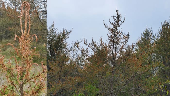 Noticing brown needles on jack pine? This could be caused by a budworm outbreak - Vimarsana News