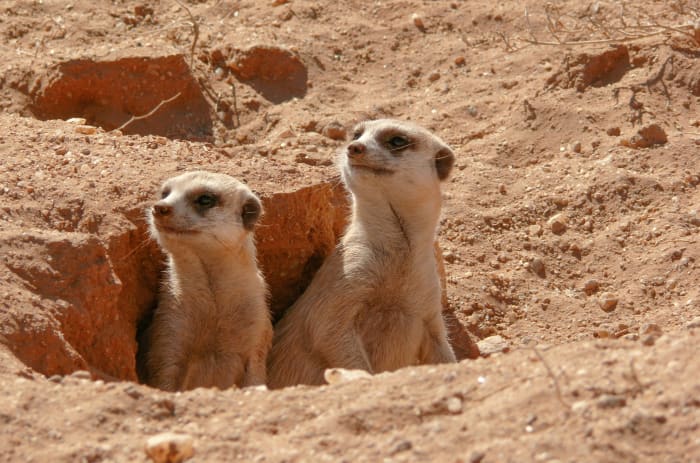Meerkats make their return to the San Antonio Zoo