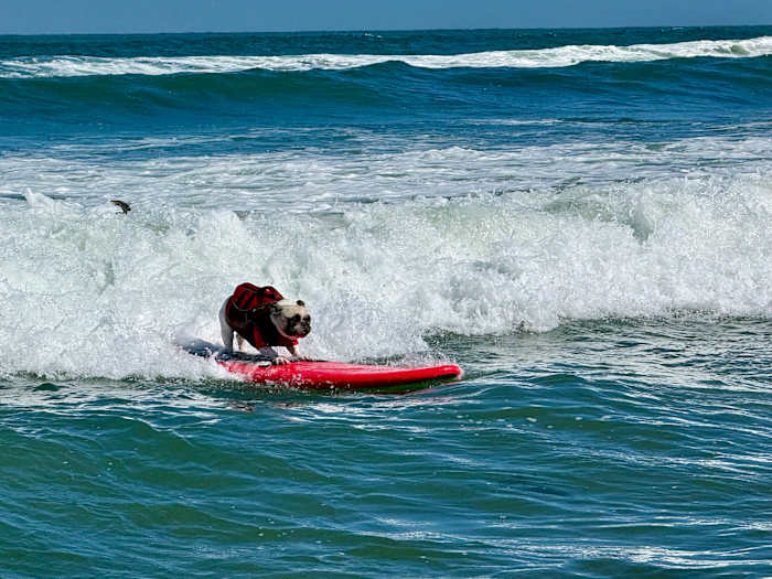 Image linked from the original feed: Top dogs ride waves at annual World Dog Surfing Championships