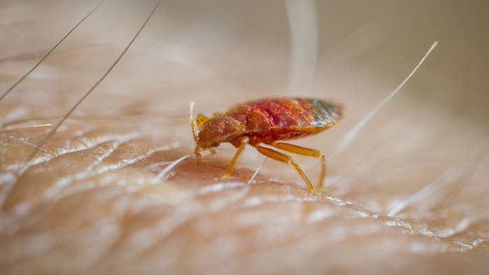 How To Avoid Bed Bugs During Travel (Simple steps to prevent spreading)