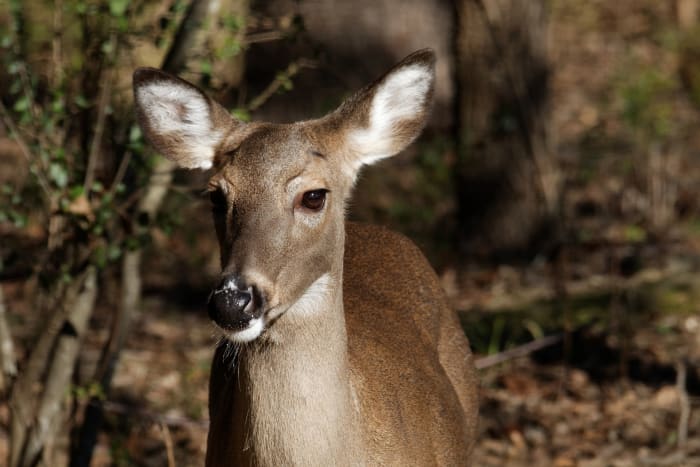 Zombie deer disease discovered in Bexar County Zombie deer disease discovered in Bexar County