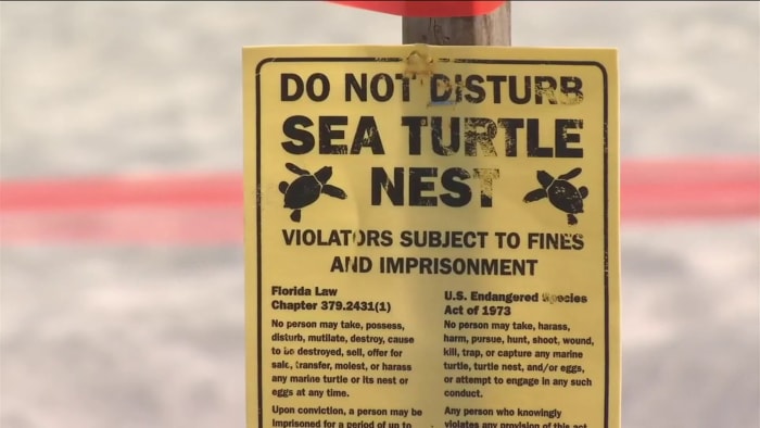 Volusia flood barriers set to be removed due to sea turtle nesting season