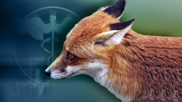 City of San Marcos raises rabies concerns after reported fox attacks in Purgatory Creek Natural Area