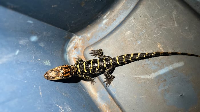 Texas homeowner takes baby alligator as pet, receives citation