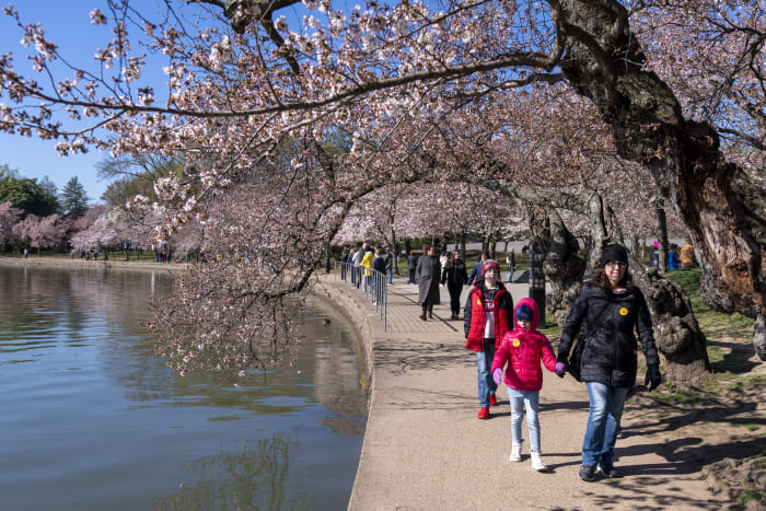 National_Cherry_Blossom_Festival