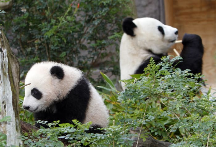 Could America's giant panda exodus be reversed? The Chinese president's comments spark optimism