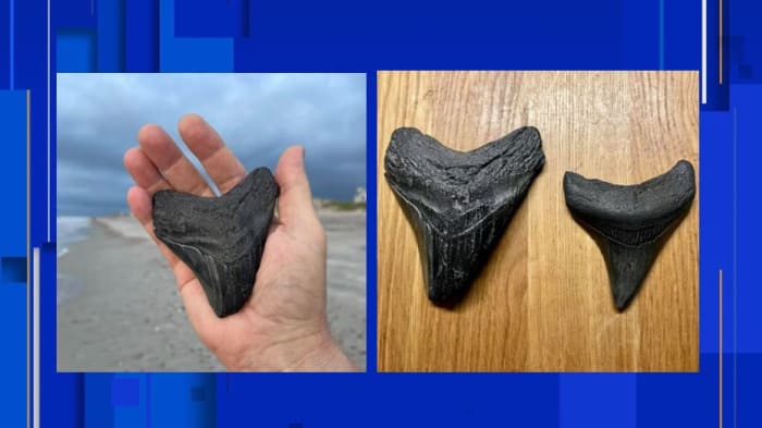 Another mega find: Man finds 2nd megalodon shark tooth on Florida beach