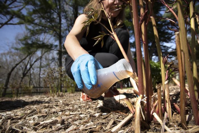 Michigan profs push ‘pee for peonies’ urine diversion plan