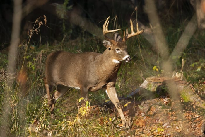 Michigan’s firearm deer hunting season begins Nov. 15: How to buy a kill tag, report a harvest