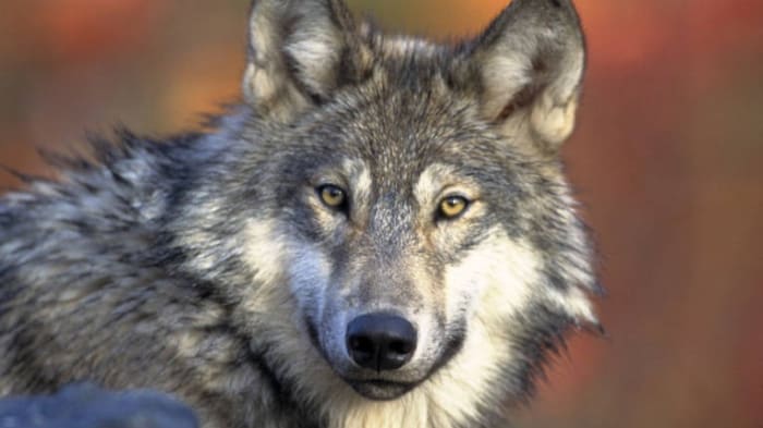 What was a gray wolf doing so far south in Michigan? The DNR is investigating