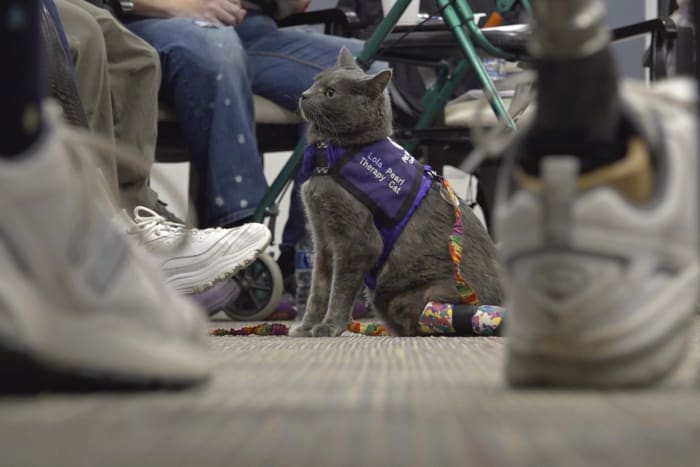 Cat-owner duo in Ohio shares amputee journey while helping others through animal therapy