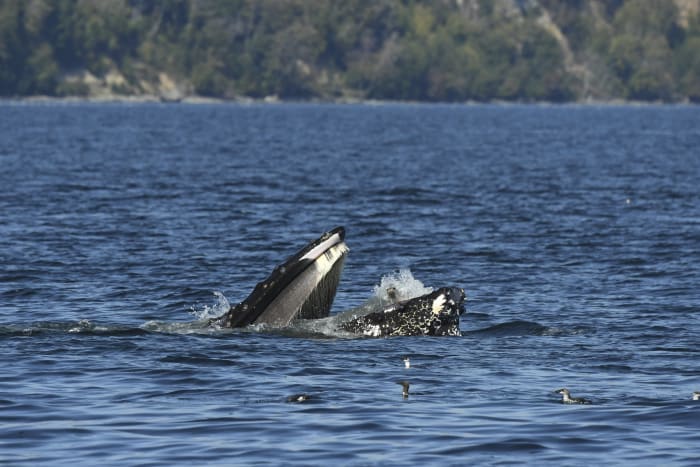 A bewildered seal found itself in the mouth of a humpback whale thumbnail