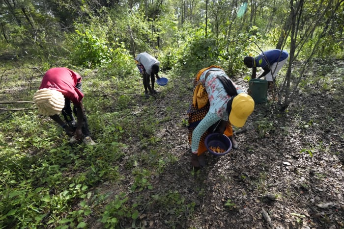 In Zimbabwe's rainy season, women forage for wild mushrooms