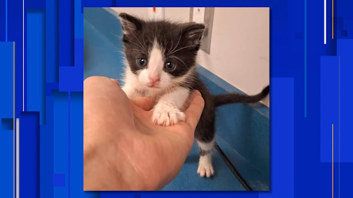 5 gatitos lanzados de camionetas del condado de Jackson, 1 sobrevivió 5 gatitos lanzados de camionetas del condado de Jackson, 1 sobrevivió