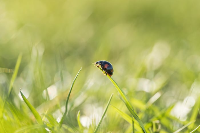 Let’s talk about Michigan ladybugs: Why they’re in your home and why you should do nothing about it