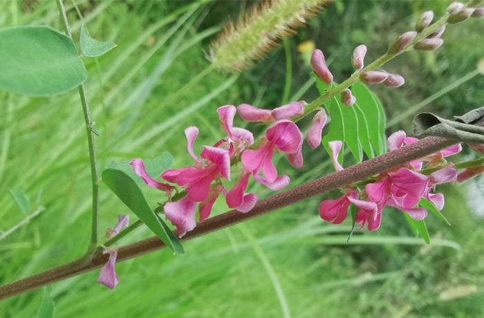 This ‘blue gold’ was one of main exports in 1700s British-controlled Florida  - Clone