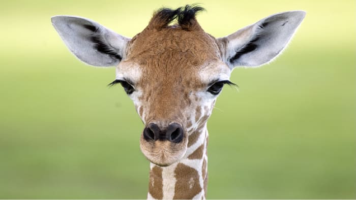 Must-see photos! Baby giraffe makes her exhibit debut at Zoo Miami