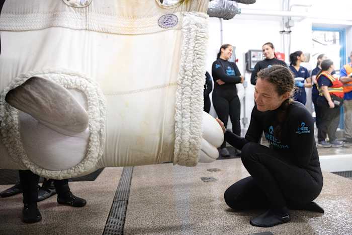 Four more belugas arrive at Chicago aquarium from shuttered Canadian theme park