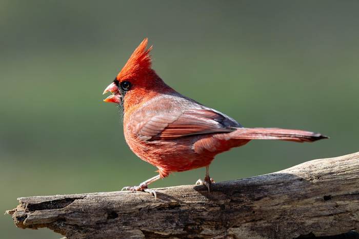 Virginia State Parks to host Great Backyard Bird Count February