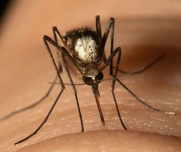 In Orange County wurden zwei Fälle von Dengue-Fieber gemeldet. Hier erfahren Sie, was Mückenbekämpfungsteams tun