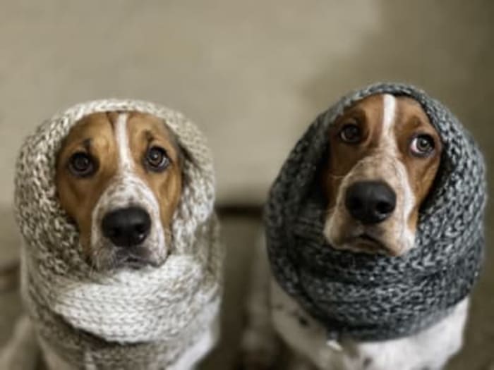 Hank, dog beagle - Dog and Cat Photo Contest