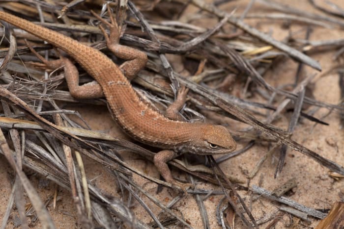 New endangered listing for rare lizard could slow oil and gas drilling in New Mexico and West Texas - Vimarsana News