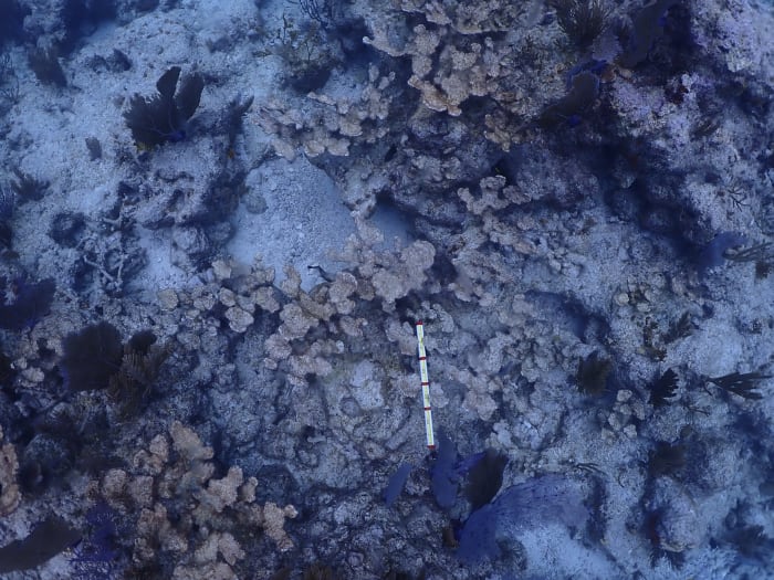Hot seawater killed most of cultivated coral in Florida Keys in setback for restoration effort - Vimarsana News