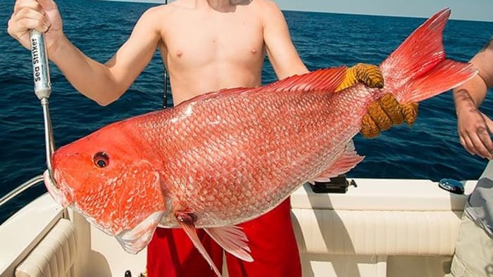 Orange Snapper Fish