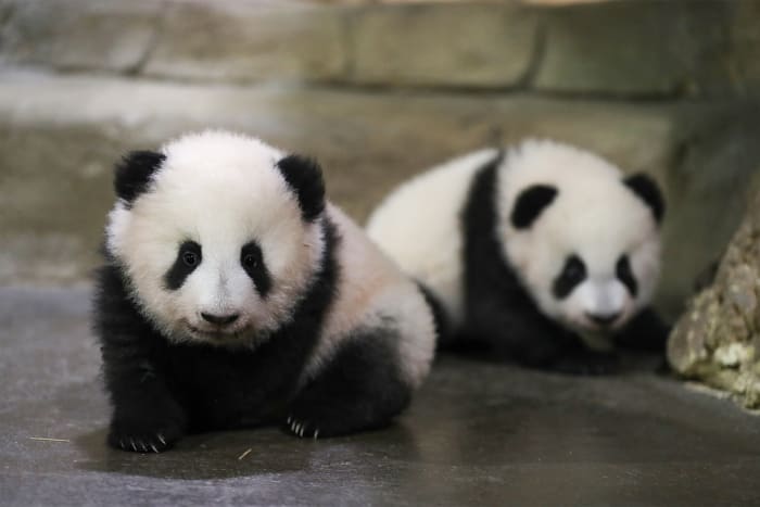 Pandamania: Twin cubs in French zoo take 1st steps in public