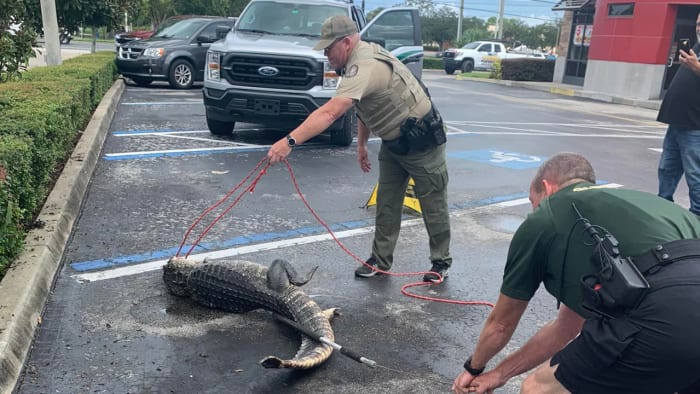 Chopper The Alligator Seized From Rancho Cucamonga Owner After 30