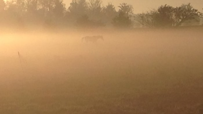 Dense fog alert issued for Flagler, Marion counties