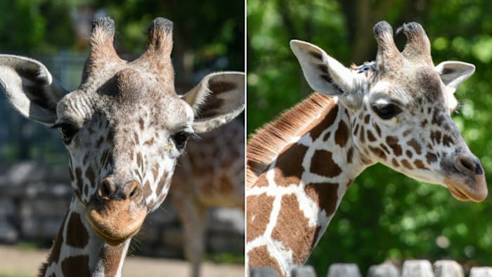 Young giraffe dies at Detroit Zoo after injury from interaction with herd members