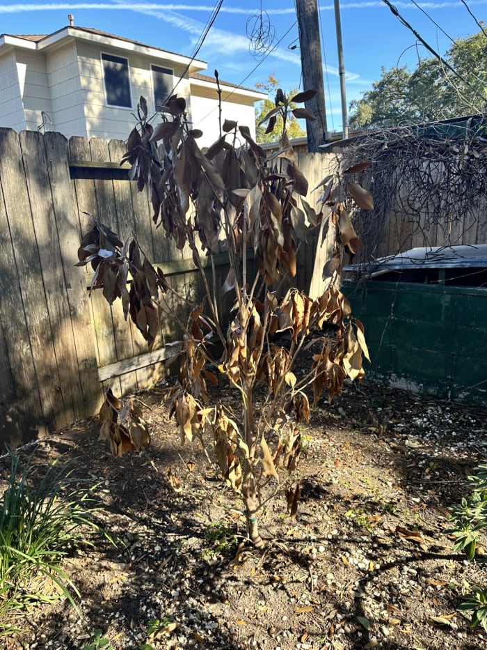 Here’s why magnolias died and acorns are everywhere in Houston
