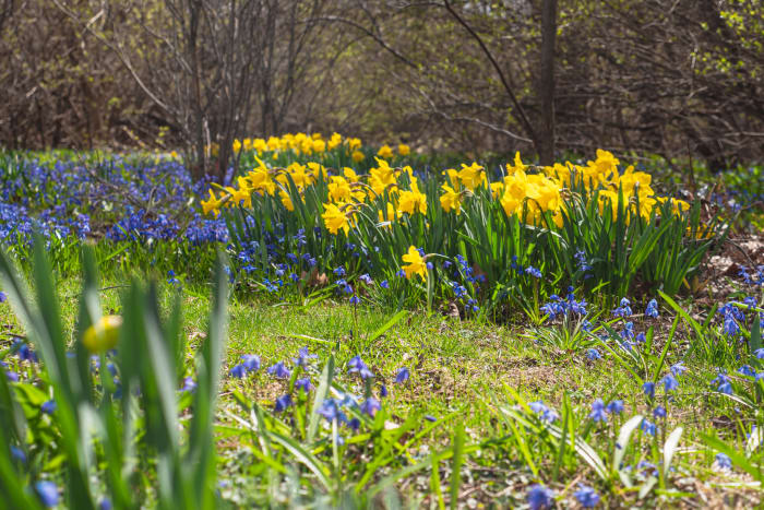 Daffodils  Chicago Botanic Garden