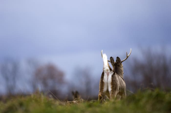 Prosecutors: Michigan men killed 6 deer from window of truck, inhumanely killing porcupine – WDIV ClickOnDetroit