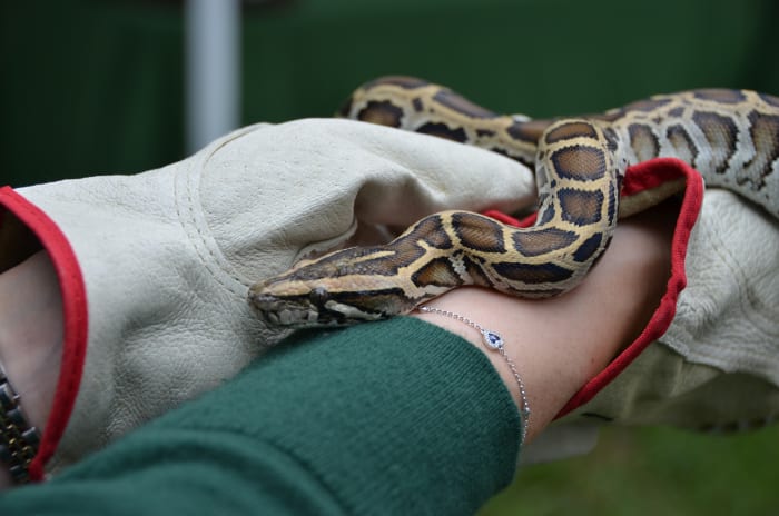 Annual Python Challenge kicks off in Florida as state invites hunters ...