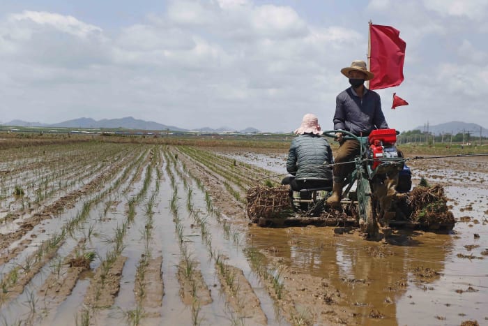 N. Korea food shortage worsens amid COVID, but no famine yet