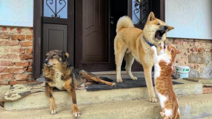 Tucker, dog mixed breed - Dog and Cat Photo Contest