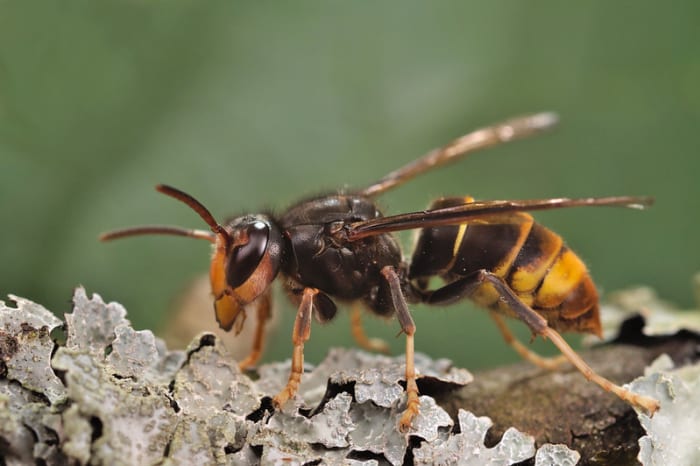 Close cousin of murder hornets arrives in the US for the first time