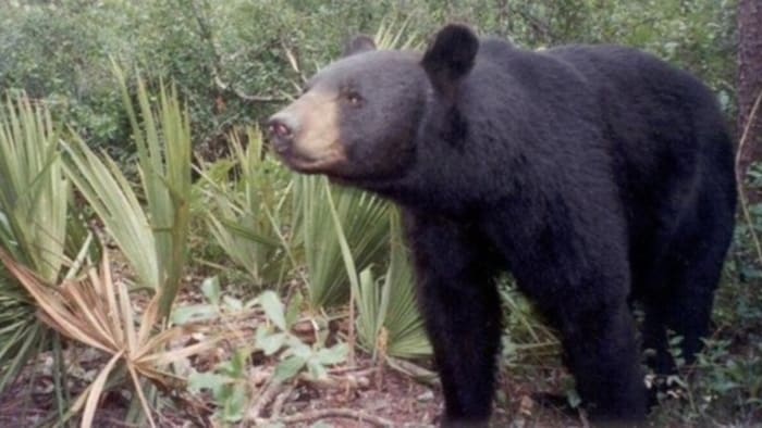 ‘Too many bears:’ Florida lawmaker calls for state to hold bear hunt