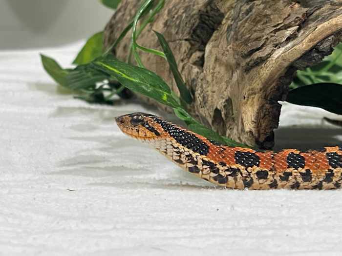 Home soil delivery arrives with snake inside; meet the newest ambassador at Wildlife Center of Virginia