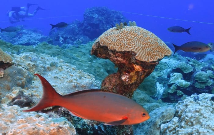 Climate change is hurting coral worldwide. But these reefs off the Texas coast are thriving