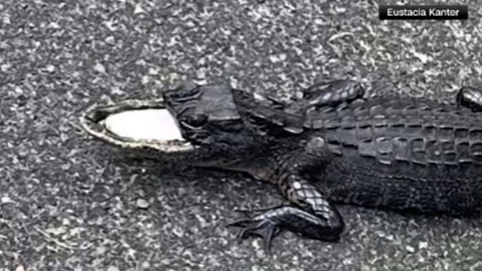 Alligator missing upper jaw rescued in Florida