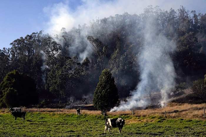 Colombia passes law to track cattle and keep deforestation-l