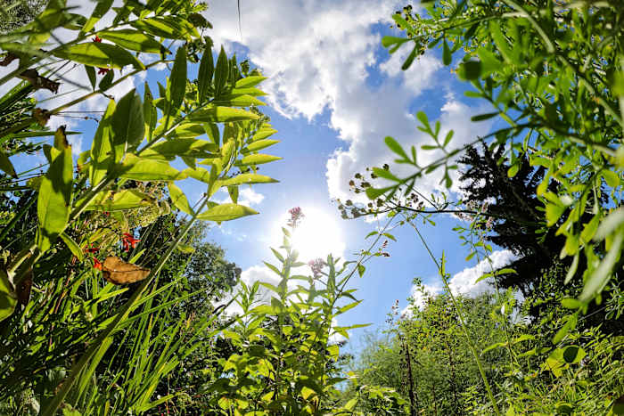 Rediscovering Medieval Wellness: Berlin's Hidden Herb Garden Revives Monastic Healing Traditions