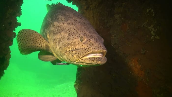 Florida to allow limited fishing of goliath groupers, FWC says Florida to allow limited fishing of goliath groupers, FWC says