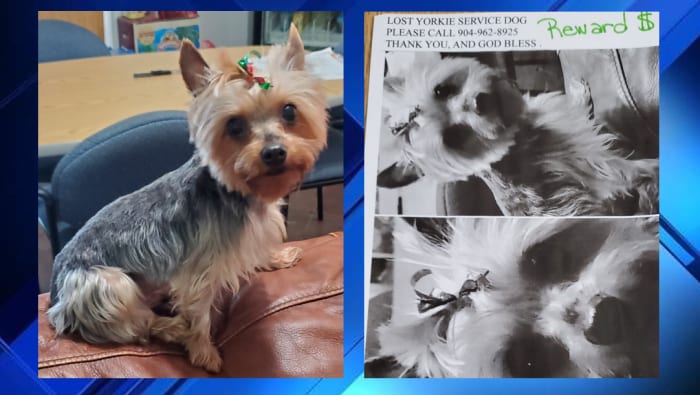 Lost and found deals yorkies