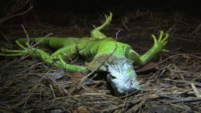 Iguanas are dropping into Florida toilets — and you don't want to