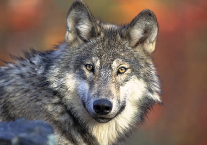 Animal welfare advocates file lawsuit challenging Wisconsin's new wolf management plan